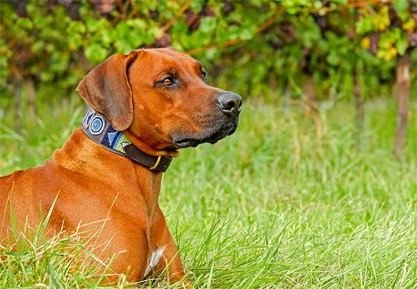 Dog at a Tri-Valley winery