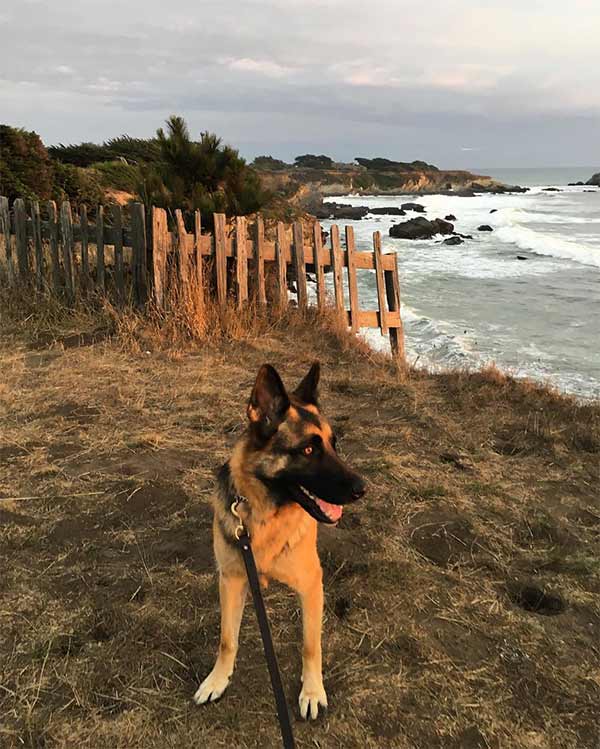 German shepherd at sunset