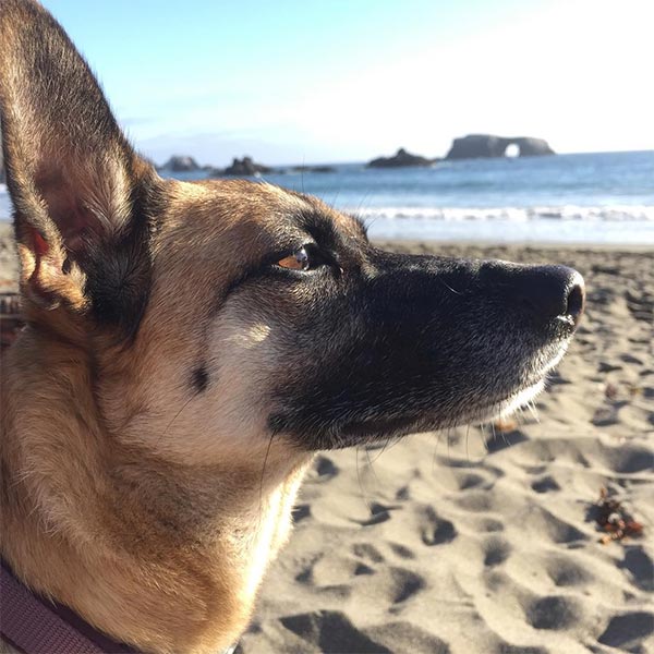 Alsatian checking out the Bohemian Highway