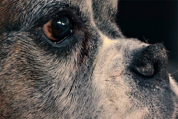 Closeup of dog's face to show Cushing's disease