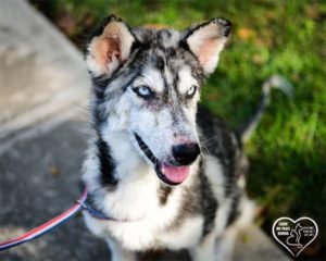 A vibrant dog park bathed in sunlight features abundant greenery with mature trees, offering ample shade for leisurely outdoor activities. In the distance is a well-equipped playground that presents an additional activity area. An inviting picnic table spreads out nearby, ideal for enjoying meals al fresco or taking relaxing breaks from play. A neatly-placed trash bin aids in maintaining the park's cleanliness for everyone's enjoyment. Dominating the scene is a generously wide dirt path gracefully curving through the expanse of grass, promising exploratory walks and lively fetch games.