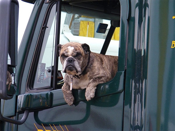 Dog in car with motion sickness