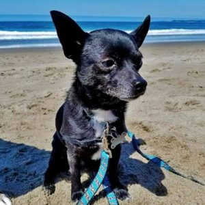 A vibrant dog park bathed in sunlight features abundant greenery with mature trees, offering ample shade for leisurely outdoor activities. In the distance is a well-equipped playground that presents an additional activity area. An inviting picnic table spreads out nearby, ideal for enjoying meals al fresco or taking relaxing breaks from play. A neatly-placed trash bin aids in maintaining the park's cleanliness for everyone's enjoyment. Dominating the scene is a generously wide dirt path gracefully curving through the expanse of grass, promising exploratory walks and lively fetch games.