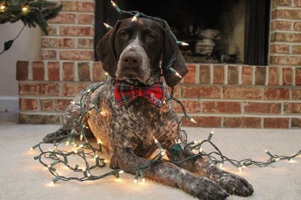 Dog by fireplace