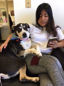 A vibrant dog park bathed in sunlight features abundant greenery with mature trees, offering ample shade for leisurely outdoor activities. In the distance is a well-equipped playground that presents an additional activity area. An inviting picnic table spreads out nearby, ideal for enjoying meals al fresco or taking relaxing breaks from play. A neatly-placed trash bin aids in maintaining the park's cleanliness for everyone's enjoyment. Dominating the scene is a generously wide dirt path gracefully curving through the expanse of grass, promising exploratory walks and lively fetch games.