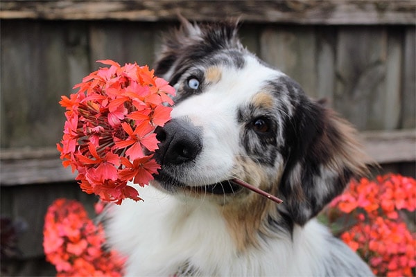 Beautiful Aussie rescue dog