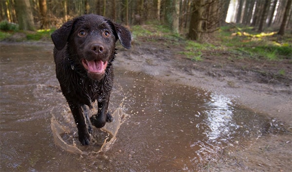 Black dog with tongue hanging out on a trail