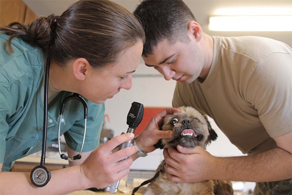 Dog getting emergency service treatment