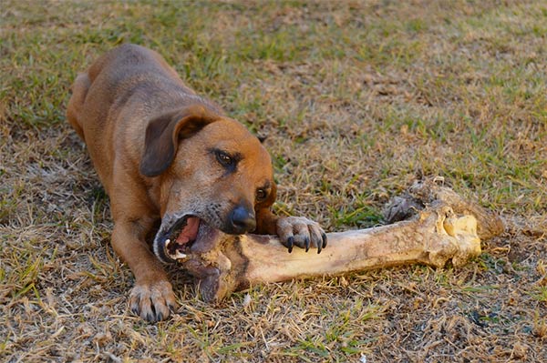 Dog with big bone