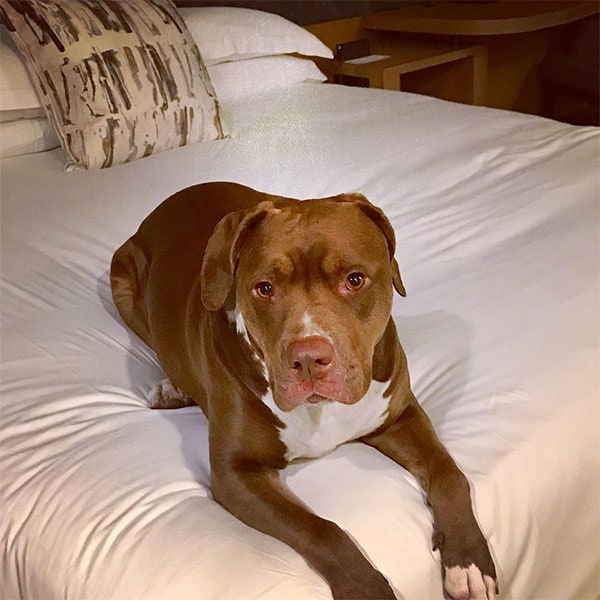 A vibrant dog park bathed in sunlight features abundant greenery with mature trees, offering ample shade for leisurely outdoor activities. In the distance is a well-equipped playground that presents an additional activity area. An inviting picnic table spreads out nearby, ideal for enjoying meals al fresco or taking relaxing breaks from play. A neatly-placed trash bin aids in maintaining the park's cleanliness for everyone's enjoyment. Dominating the scene is a generously wide dirt path gracefully curving through the expanse of grass, promising exploratory walks and lively fetch games.