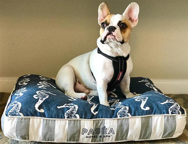 Dog on bed at Pasea Hotel and Spa Huntington Beach