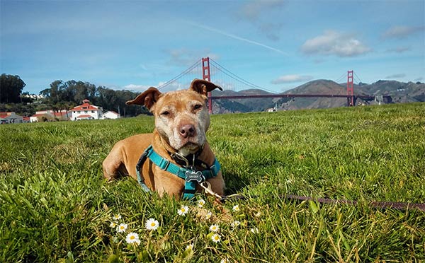 Ginger dog by the Bay