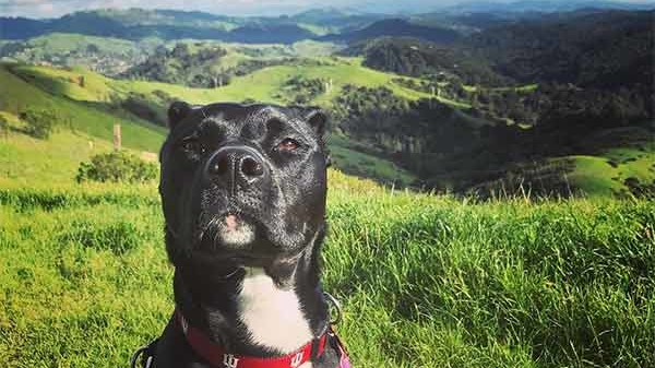 East Bay dog with green hills in background