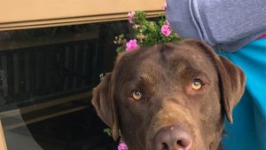 A vibrant dog park bathed in sunlight features abundant greenery with mature trees, offering ample shade for leisurely outdoor activities. In the distance is a well-equipped playground that presents an additional activity area. An inviting picnic table spreads out nearby, ideal for enjoying meals al fresco or taking relaxing breaks from play. A neatly-placed trash bin aids in maintaining the park's cleanliness for everyone's enjoyment. Dominating the scene is a generously wide dirt path gracefully curving through the expanse of grass, promising exploratory walks and lively fetch games.