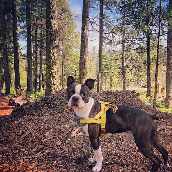 Dog by trees at Yosemite Wawona south entrance in Madera County