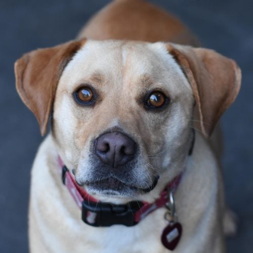 Black and brown dog at Family Dog Rescue