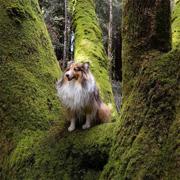 Dog playing in Felton