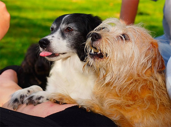 Two dogs with paws on table