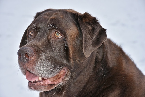 Handsome black rottie senior dog