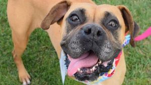 A vibrant dog park bathed in sunlight features abundant greenery with mature trees, offering ample shade for leisurely outdoor activities. In the distance is a well-equipped playground that presents an additional activity area. An inviting picnic table spreads out nearby, ideal for enjoying meals al fresco or taking relaxing breaks from play. A neatly-placed trash bin aids in maintaining the park's cleanliness for everyone's enjoyment. Dominating the scene is a generously wide dirt path gracefully curving through the expanse of grass, promising exploratory walks and lively fetch games.