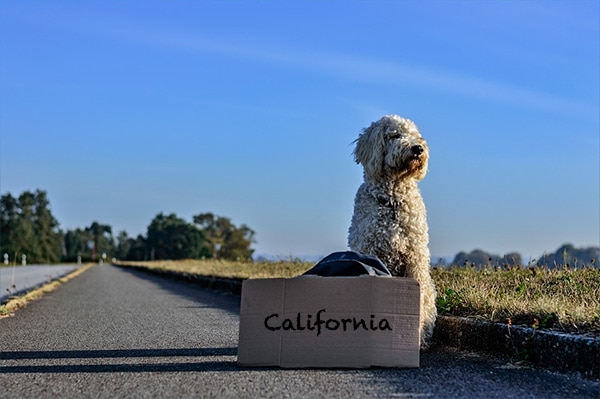 Dog by the side of the road