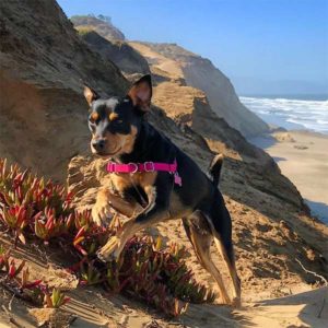 View of Fort Funston cliffs, San Francisco County