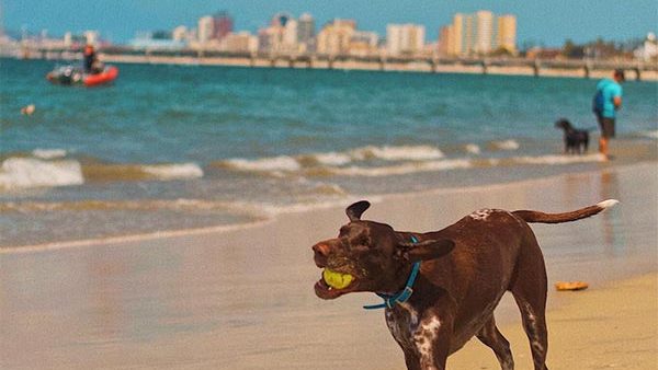 A vibrant dog park bathed in sunlight features abundant greenery with mature trees, offering ample shade for leisurely outdoor activities. In the distance is a well-equipped playground that presents an additional activity area. An inviting picnic table spreads out nearby, ideal for enjoying meals al fresco or taking relaxing breaks from play. A neatly-placed trash bin aids in maintaining the park's cleanliness for everyone's enjoyment. Dominating the scene is a generously wide dirt path gracefully curving through the expanse of grass, promising exploratory walks and lively fetch games.