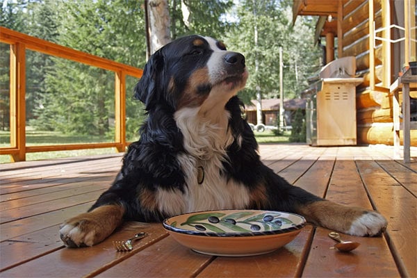 Bernie mix looking at dog bowl