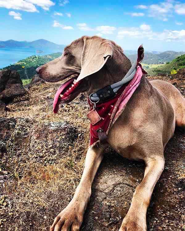 Dog on rocks by a Tuolumne County Lake