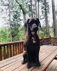 A vibrant dog park bathed in sunlight features abundant greenery with mature trees, offering ample shade for leisurely outdoor activities. In the distance is a well-equipped playground that presents an additional activity area. An inviting picnic table spreads out nearby, ideal for enjoying meals al fresco or taking relaxing breaks from play. A neatly-placed trash bin aids in maintaining the park's cleanliness for everyone's enjoyment. Dominating the scene is a generously wide dirt path gracefully curving through the expanse of grass, promising exploratory walks and lively fetch games.
