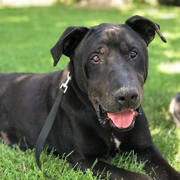 Dog at Jameson Animal Rescue Ranch