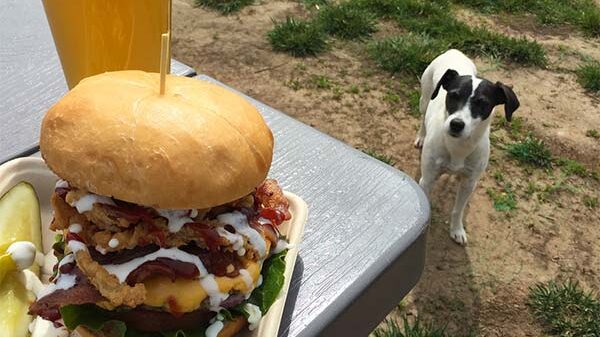 Dog walking towards hamburger and beer in Placerville