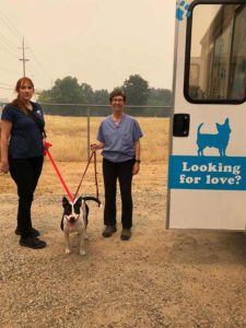 A vibrant dog park bathed in sunlight features abundant greenery with mature trees, offering ample shade for leisurely outdoor activities. In the distance is a well-equipped playground that presents an additional activity area. An inviting picnic table spreads out nearby, ideal for enjoying meals al fresco or taking relaxing breaks from play. A neatly-placed trash bin aids in maintaining the park's cleanliness for everyone's enjoyment. Dominating the scene is a generously wide dirt path gracefully curving through the expanse of grass, promising exploratory walks and lively fetch games.