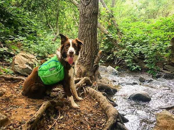 Dog by a tree and river in Placer County