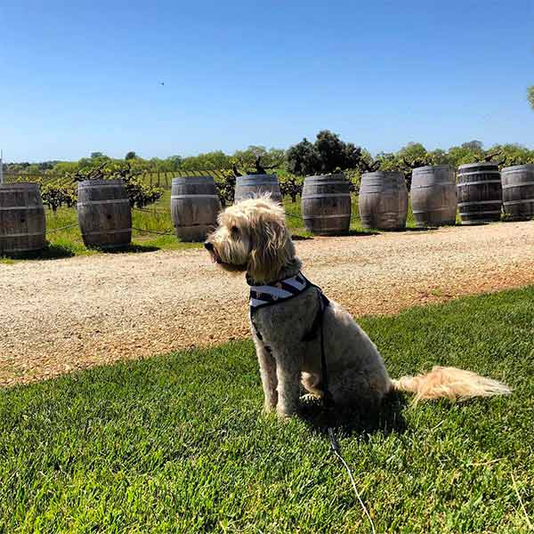 Dog sitting on the grass in Amador County