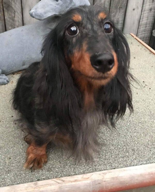 Long-haired black dog at Jessica's Haven