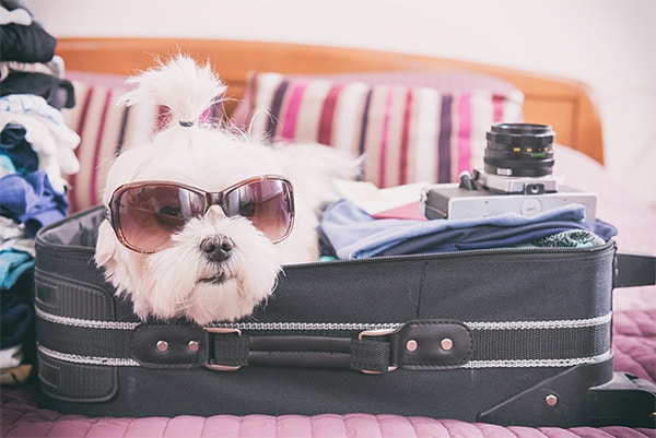 Dog illustrating what to pack for a trip