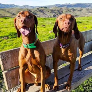A vibrant dog park bathed in sunlight features abundant greenery with mature trees, offering ample shade for leisurely outdoor activities. In the distance is a well-equipped playground that presents an additional activity area. An inviting picnic table spreads out nearby, ideal for enjoying meals al fresco or taking relaxing breaks from play. A neatly-placed trash bin aids in maintaining the park's cleanliness for everyone's enjoyment. Dominating the scene is a generously wide dirt path gracefully curving through the expanse of grass, promising exploratory walks and lively fetch games.