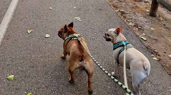 2 dogs on the Iron Horse trail