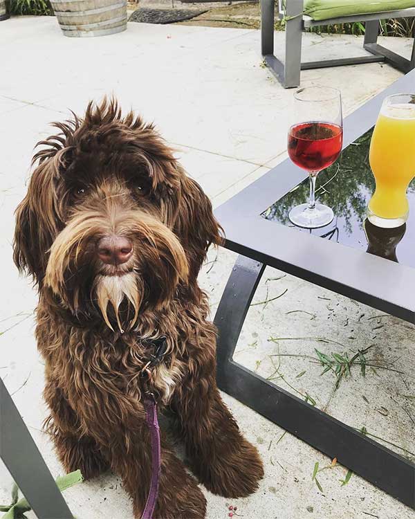 Dog on a Tri-Valley Food trail