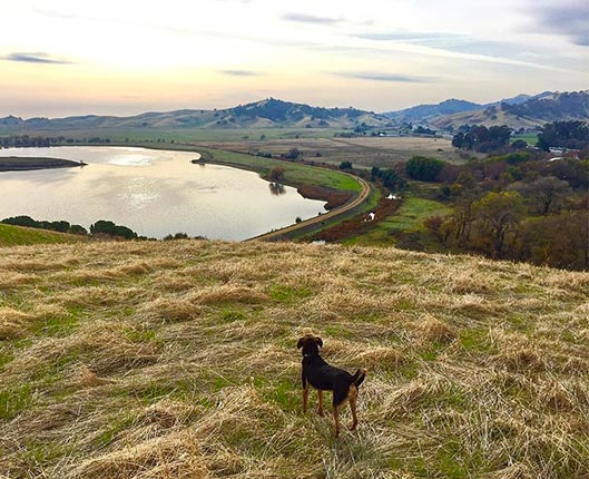 Dog on hill with fog behind