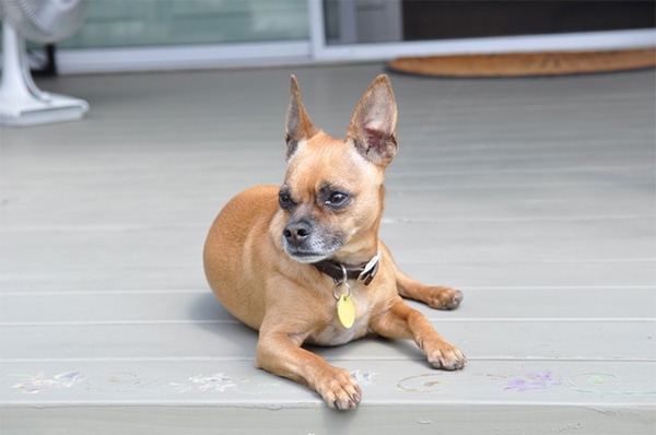 Dog on floor at Pets Lifeline event