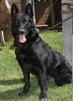 Black German Shepherd at German Shepherd Rescue of Orange County