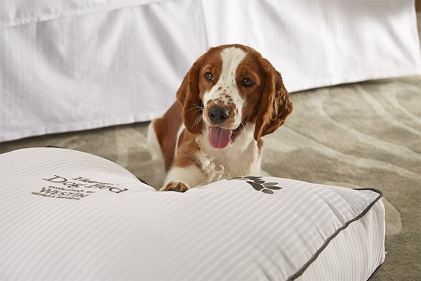 Dog on dog bed in Greater Palm Springs hotel