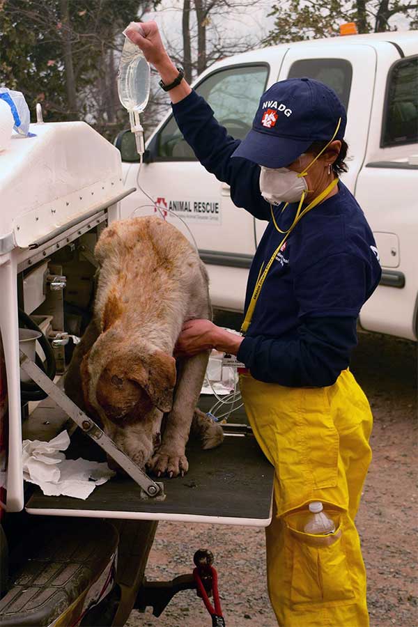 Dog with the North Valley Animal Disaster Group