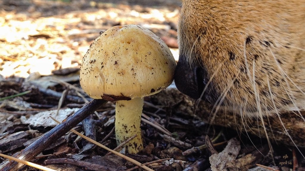 Dog sniffing at a mushroom