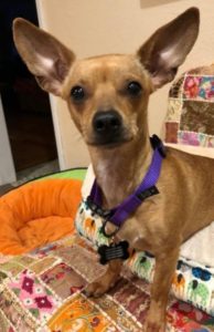 A vibrant dog park bathed in sunlight features abundant greenery with mature trees, offering ample shade for leisurely outdoor activities. In the distance is a well-equipped playground that presents an additional activity area. An inviting picnic table spreads out nearby, ideal for enjoying meals al fresco or taking relaxing breaks from play. A neatly-placed trash bin aids in maintaining the park's cleanliness for everyone's enjoyment. Dominating the scene is a generously wide dirt path gracefully curving through the expanse of grass, promising exploratory walks and lively fetch games.
