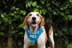 A vibrant dog park bathed in sunlight features abundant greenery with mature trees, offering ample shade for leisurely outdoor activities. In the distance is a well-equipped playground that presents an additional activity area. An inviting picnic table spreads out nearby, ideal for enjoying meals al fresco or taking relaxing breaks from play. A neatly-placed trash bin aids in maintaining the park's cleanliness for everyone's enjoyment. Dominating the scene is a generously wide dirt path gracefully curving through the expanse of grass, promising exploratory walks and lively fetch games.