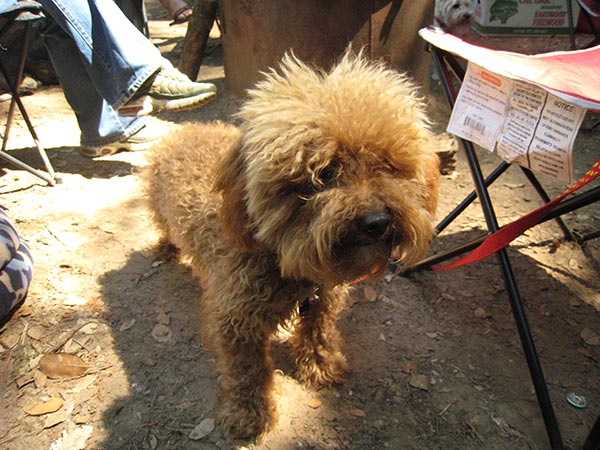 Dog living local in Santa Cruz County