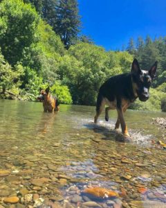 A vibrant dog park bathed in sunlight features abundant greenery with mature trees, offering ample shade for leisurely outdoor activities. In the distance is a well-equipped playground that presents an additional activity area. An inviting picnic table spreads out nearby, ideal for enjoying meals al fresco or taking relaxing breaks from play. A neatly-placed trash bin aids in maintaining the park's cleanliness for everyone's enjoyment. Dominating the scene is a generously wide dirt path gracefully curving through the expanse of grass, promising exploratory walks and lively fetch games.